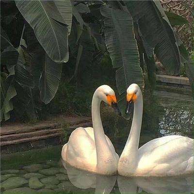 华体会登录手机app下载